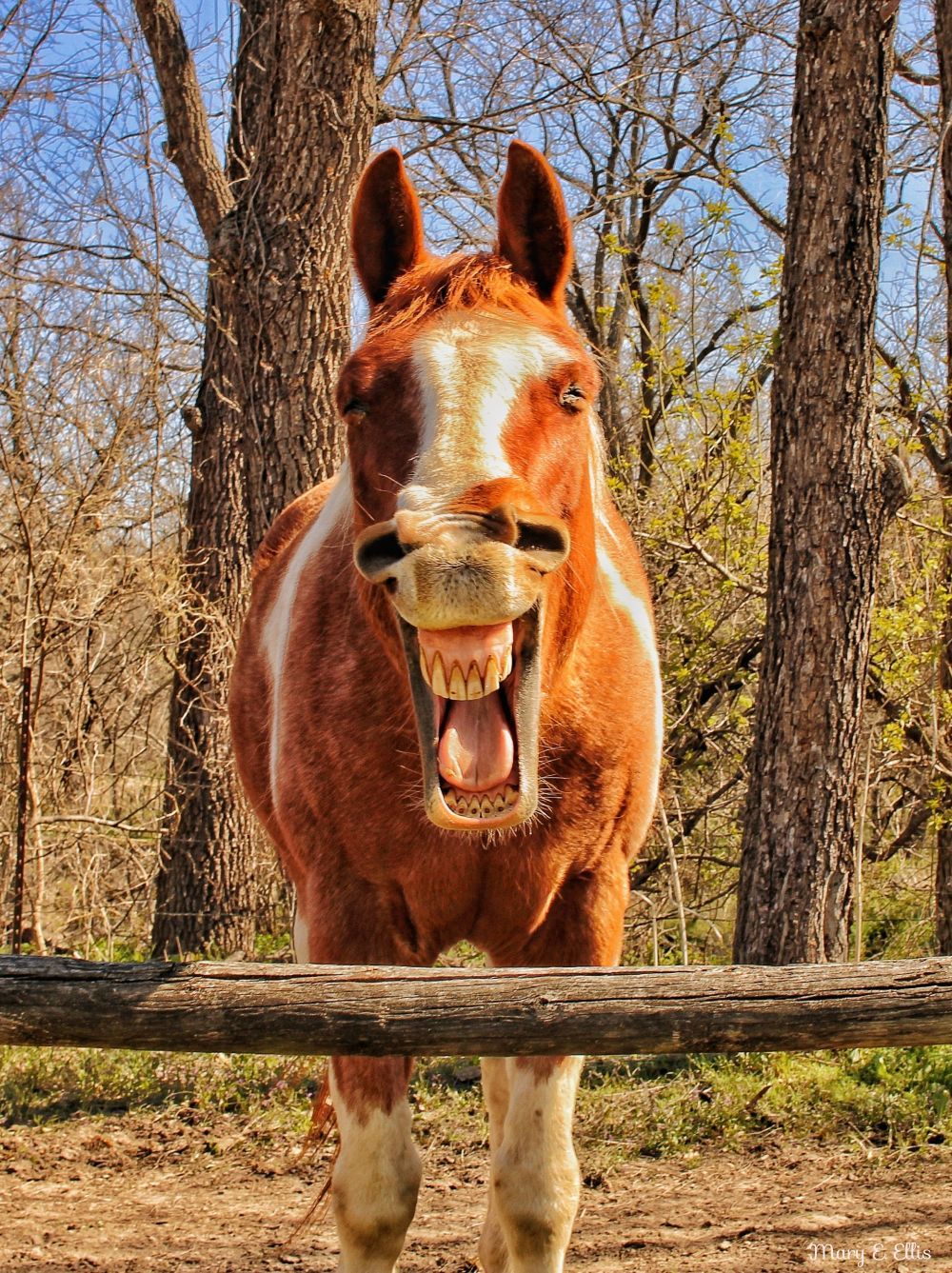 Мэри Эллис победила в номинации «Могучая лошадь» со снимком «Я сказал: «Доброе утро!»