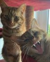 Кэтрин Тротт победила в номинации «Кошки - наши невероятные друзья» со снимком «Селфи»