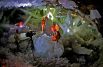 Пещера кристаллов, Мексика. Эту удивительную пещеру, полную гигантских кристаллов, обнаружили во время прокладки тоннеля в мексиканской шахте. Крупнейший из кристаллов имеет 4м в ширину и 11м в длину. Пещера находится под постоянным риском затопления. Но геологи продолжают исследовать пещеру и полагают, что неподалеку могут находиться и другие залежи огромных кристаллов.
