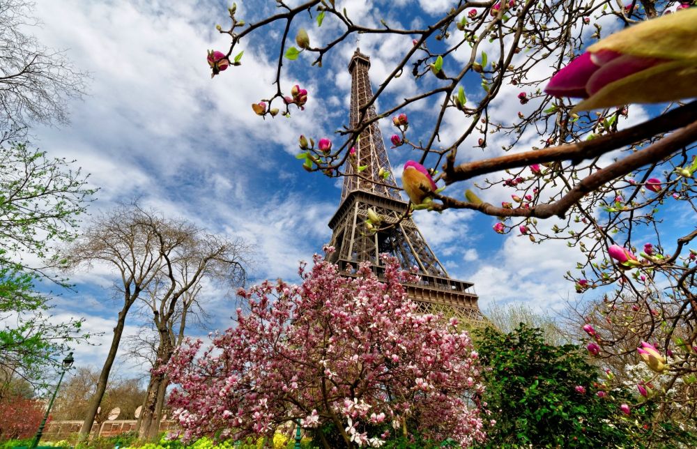 Во Франции весной расцветают вишневые деревья. Местная сакура начинает цвести уже с середины марта. Лепестками усыпаны тротуары и окрестности главных достопримечательностей.