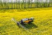 Потрясающие рапсовые поля становятся уже визитной карточкой белорусской весны. С каждым годом все больше ярко-желтых бескрайних полей устилают Беларусь.