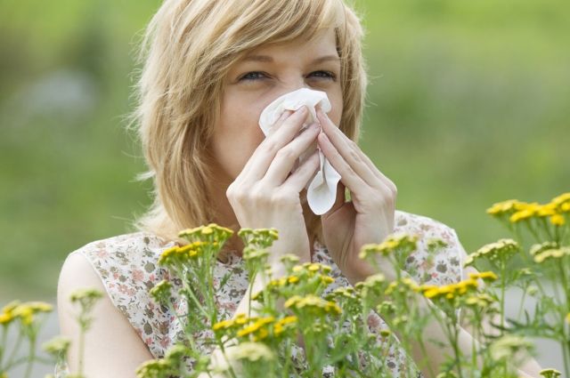 Пыльца, попадая на слизистые, снижает местный противовирусный иммунитет. Итог: человек становится более восприимчивым к заражению «ковидом».
