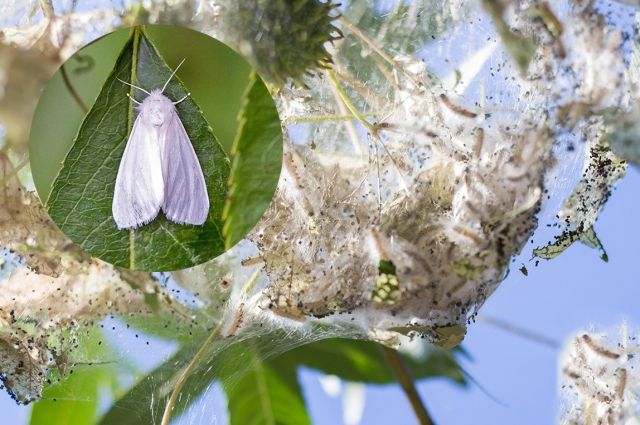 Американская белая бабочка опасна для 200 видов деревьев, кустов.