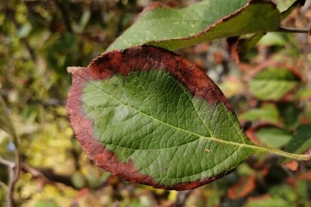 Изменения листьев указывают на проблемы с питанием плодовых деревьев.