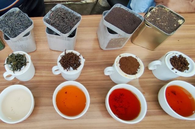 Всё многообразие видов чая – от зелёного и чёрного до белого и красного – производят с одного куста.