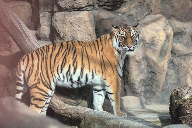Ярослава – единственная амурская тигрица.