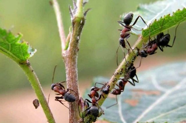 Появление черных садовых муравьев на растениях – верный признак зараженности их тлями.