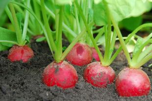 Не сейте редис после капустных культур.