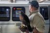 В метрополитене Сан-Франциско появился новый сотрудник - ястреб по кличке Пакман. Его обязанность - отпугивать голубей, спасая одежду проходящих пассажиров от птичьего помета. За птицей присматривает сокольник Рикки Ортиз. Он вместе с пернатым сотрудником патрулирует станцию метро три раза в неделю.