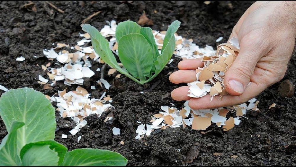 Крупно покрошенная яичная скорлупа –эффективный барьер против мягкотелых садовых вредителей, таких как улитки и слизни. Обычно вокруг страдающих растений делают круг из яичной скорлупы.