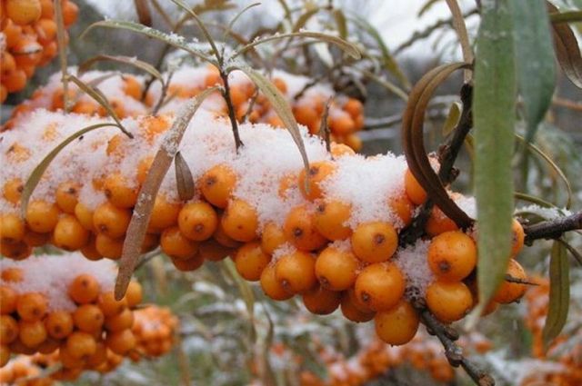 Почему плоды облепихи удобнее собирать зимой?