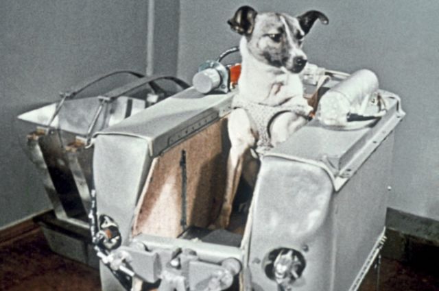 Собака Лайка в контейнере 2-го советского искусственного спутника Земли, в котором она совершила путешествие в космическое пространство 3 ноября 1957 года.