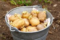 Подбирайте сорт картофеля с учетом почвенно-климатических условий района. 