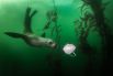 Калифорнийский морской лев подплывет к маске для лица в Монтерее, штат Калифорния, США.
