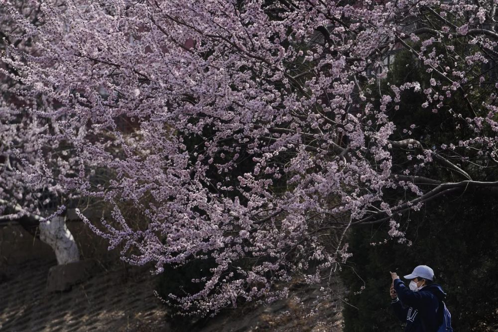 Официально сезон цветения сакуры в Токио начинается, когда первые пять цветков раскрываются на дереве в столичном храме Ясукуни.