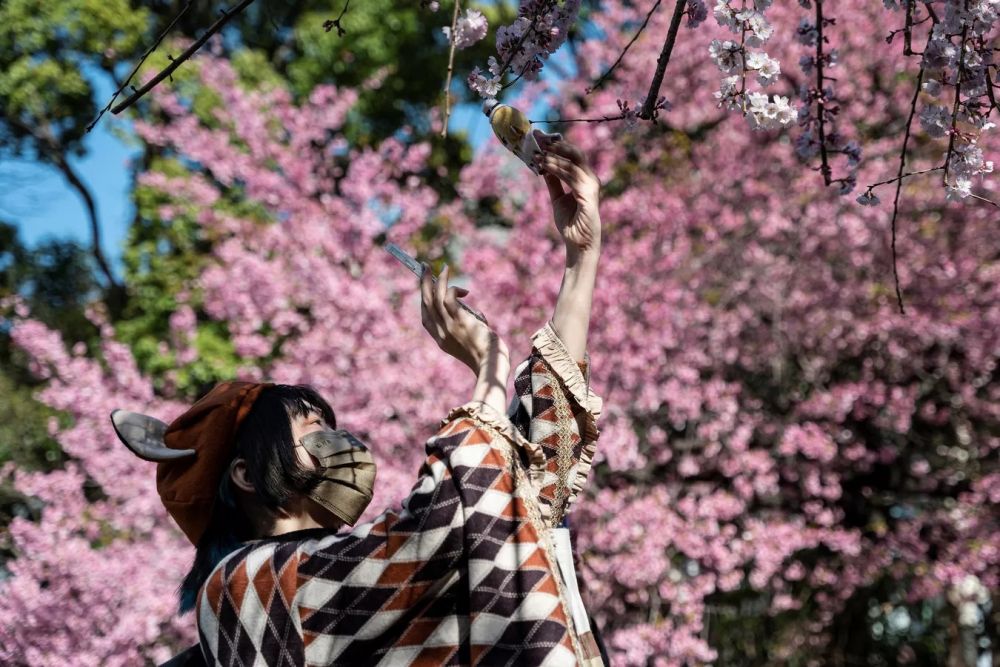 Сакура цветет около недели. Но позднецветущее дерево можно будет встретить и в более холодных регионах, вплоть до апреля, и даже мая.