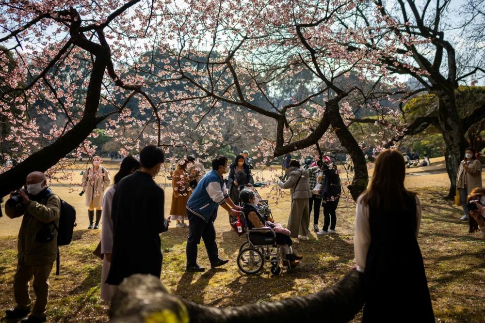 В Японии даже есть праздник сакуры, когда вся семья собирается в саду, чтобы полюбоваться на природное явление.