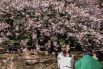 Японцы сравнивают короткое и прекрасное цветение сакуры с быстротечной, но яркой человеческой жизнью.