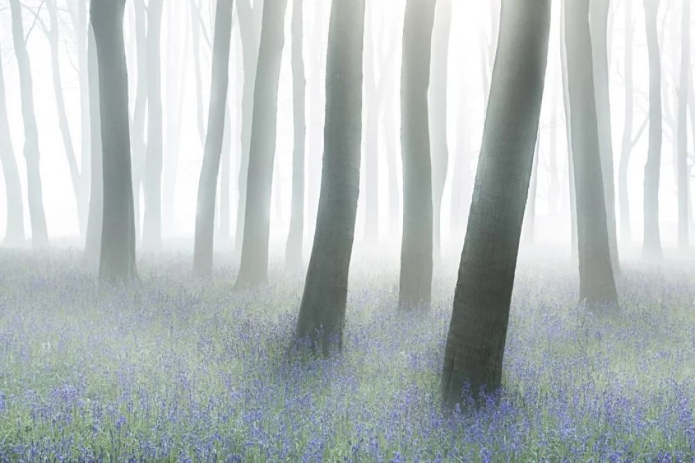 «Таинственный лес», автор Филип Селби. Победитель в категории «Дикий лес».