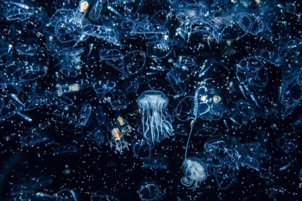 «Добро пожаловать в зоопарк (планктона)», автор Хенли Спайерс. Победитель категории «Берег и море».
