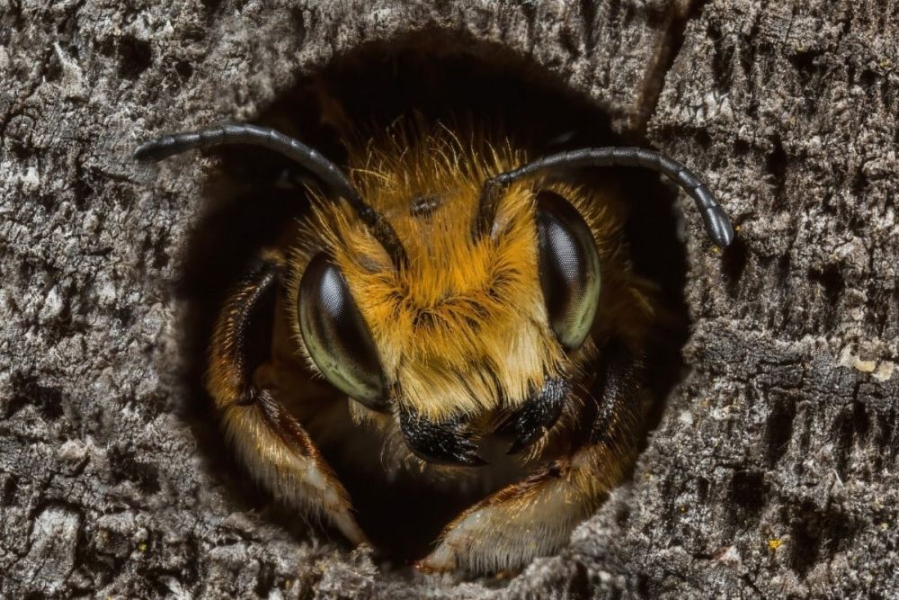 «Пчела-листорез Уиллоуби», автор Эд Филлипс. Второе место в категории «Портреты животных».