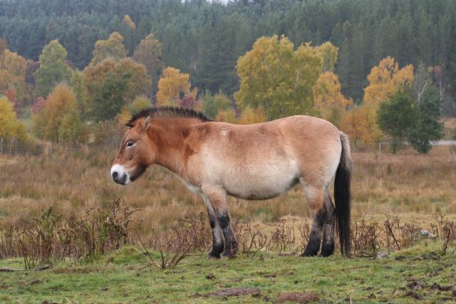 Лошадь Пржевальского пережила ледниковый период, но условия современного мира оказались куда сложнее.