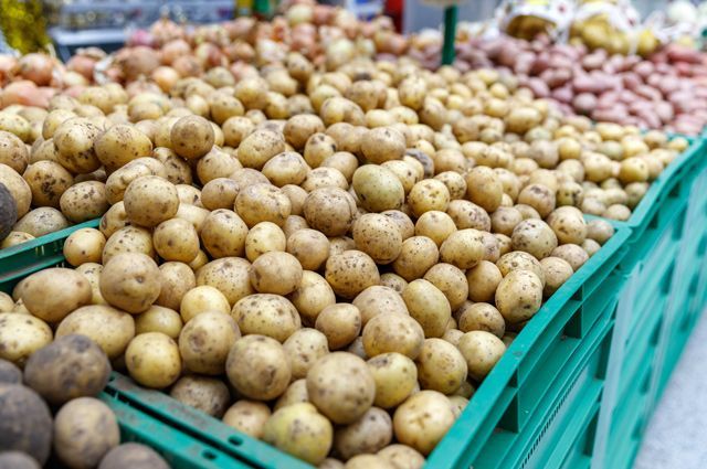 Как собрать богатый урожай картофеля? На вопросы читателя отвечает агроном