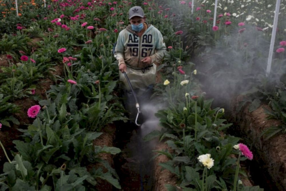 «Прекрасный яд».  Использование токсичных пестицидов наносит большой ущерб менее развитым странам.