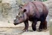 Суматранский носорог. В мире осталось около 30 представителей этого вида. Суматранский носорог обитает только в четырех районах: национальный парк Букит Барисан Селатан, Национальный парк Гунунг Леузер и национальный парк Уэй Камбас на Суматре, а также на индонезийском Борнео к западу от Самаринды.