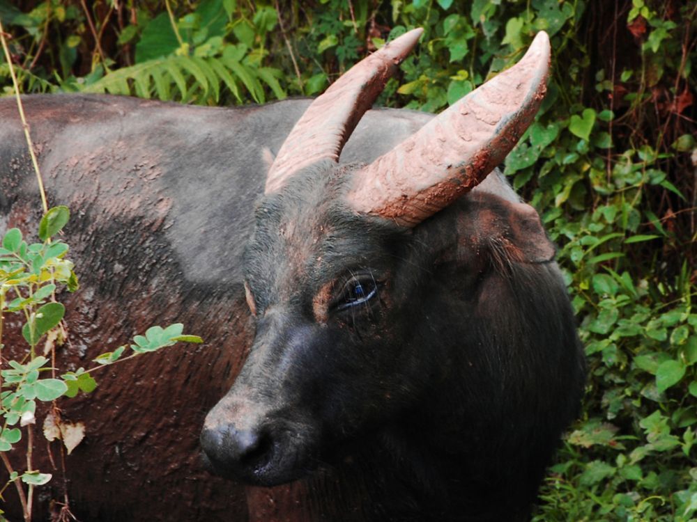 Тамарау или филиппинский буйвол. Вид находится под угрозой исчезновения с 2000 года, хотя раньше тамарау встречались во всех частях острова Миндоро. На 2022 год насчитывалось до 300 особей.