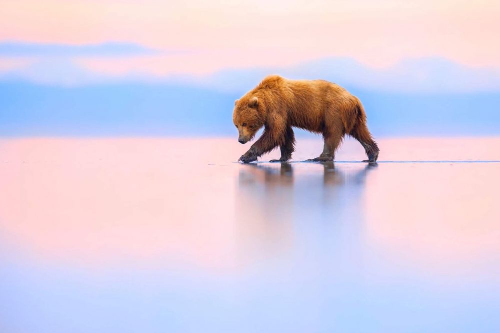 Бурый медведь гуляет в национальном парке Лейк-Кларк, Аляска.
