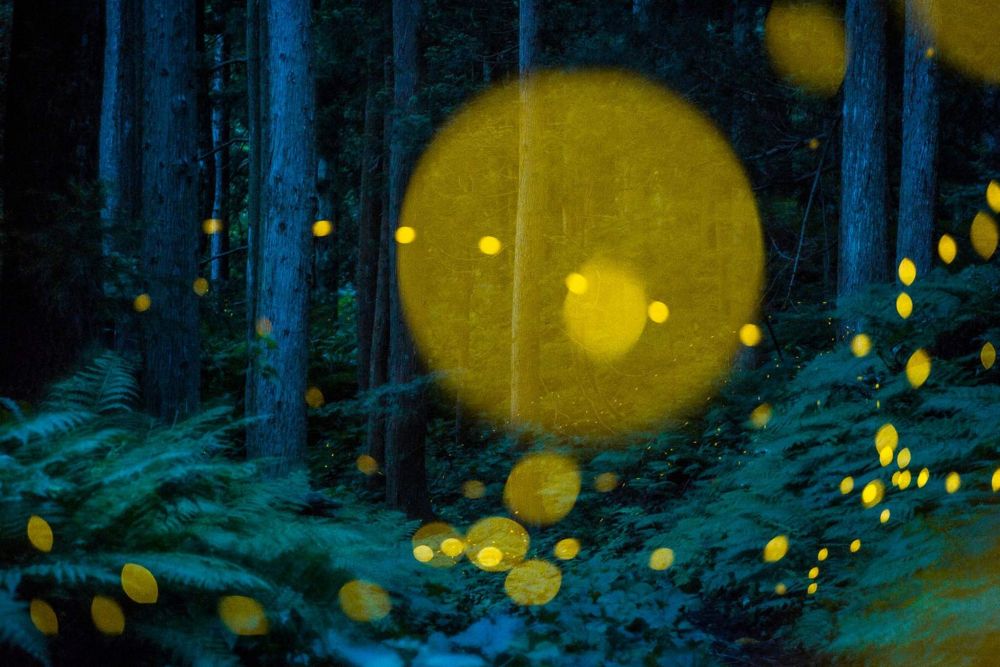 Светлячки химеботару, которые живут только в Японии.