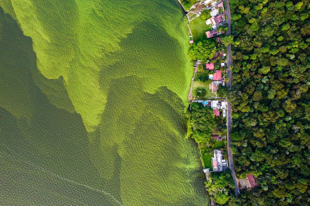 Озеро Аматитлан в Гватемале зеленеет не от растительности, а из-за непрекращающегося сброса сточных вод.