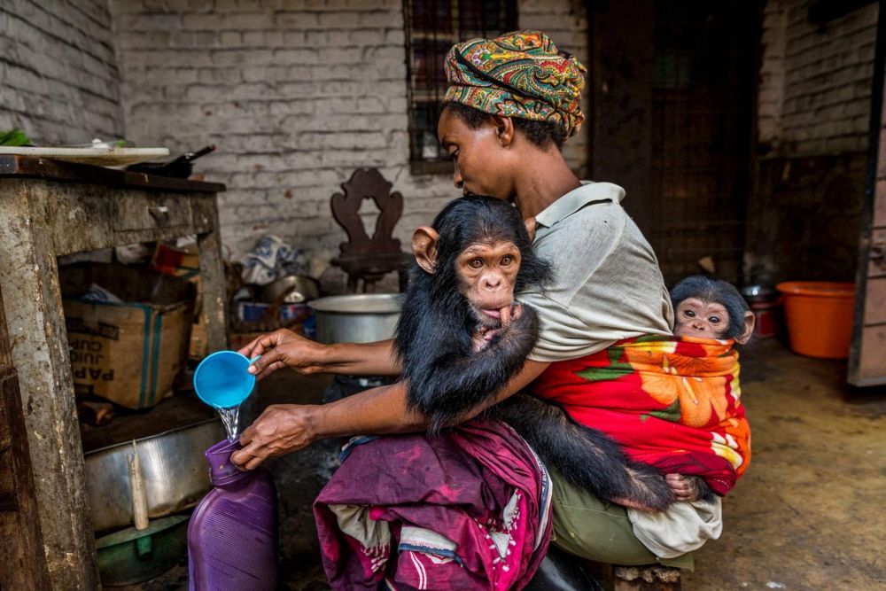 Женщина ухаживает за шимпанзе в заповеднике приматов Лвиро, на востоке Демократической Республики Конго.