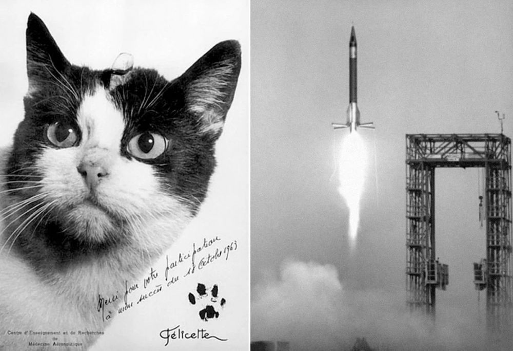 Кошка Фелисетт – единственная кошка, чей полёт в космос достоверно подтверждён. Полет по инициативе французского Учебного и научно-исследовательского центра авиационной медицины состоялся 18 октября 1963 года.