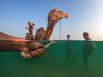 Каждую зиму погонщики верблюдов в Умм-аль-Кувейне (ОАЭ) купают своих подопечных в море. Считается, что соленая вода обладает целебными свойствами и помогает избавить верблюдов от клещей, блох и других паразитов. Несмотря на вековую арабскую традицию, эта практика становится все менее распространенной в регионе в связи с развитием новых отелей и курортов на побережье.  