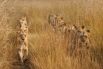 В африканской саванне Замбии львы с наступлением сухого сезона становятся еще более неуловимыми и сливаются с окружающей средой. Но фотографу удалось запечатлеть целый прайд.