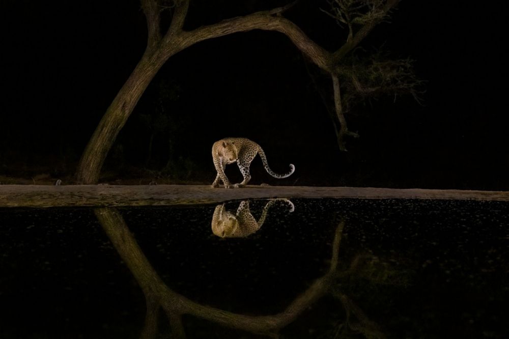 Леопард идет ночью к пруду в Ленторре, Кения.