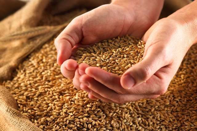 A temporary ban on grain exports has been extended in Belarus |  Economy