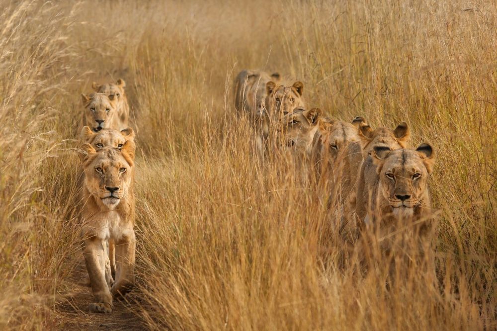 В африканской саванне Замбии львы с наступлением сухого сезона становятся еще более неуловимыми и сливаются с окружающей средой. Но фотографу удалось запечатлеть целый прайд.