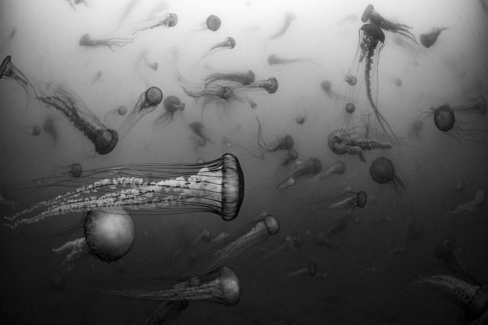 Рассел Ламан, «Фантомы движутся» — победитель категории «Подводная жизнь». 