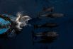 «Банда Рангироа» Эстебана Резкалла признана лучшей фотографией в категории «Океаны»: дельфины играют в волнах с проплывающим мимо кораблем. 