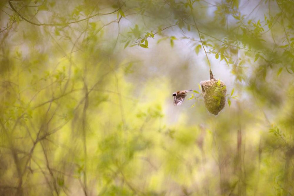  Первое место, птицы: обыкновенный ремез строит гнездо на болотах Бебжанского национального парка в Польше.