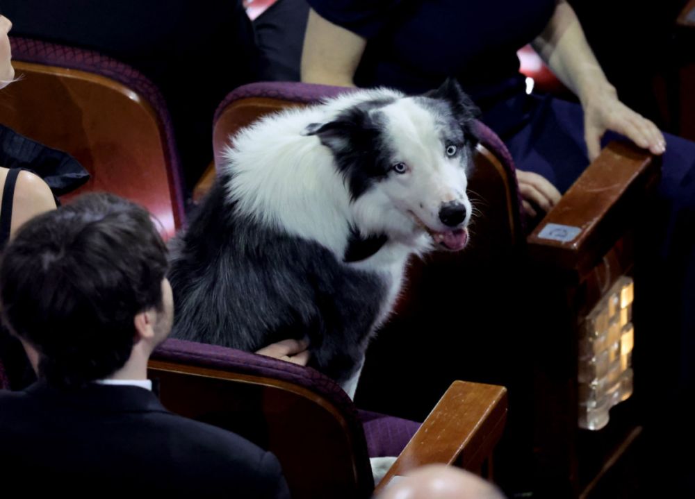 Одной из звезд церемонии стала собака по кличке Месси, игравшая в фильме «Анатомия падения». Бордер-колли сидел в зале и даже поаплодировал одному из победителей.