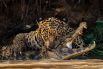 Победитель в номинации «Мир природы и диких животных». На фотографии «Кайманский хруст» ягуар нападает на крокодила.