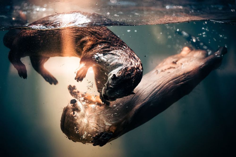 Две выдры играют вместе под водой. Фотография была сделана в золотой час, когда солнце садилось за вольер с выдрами в зоопарке Колдуэлл в Тайлере, штат Техас.