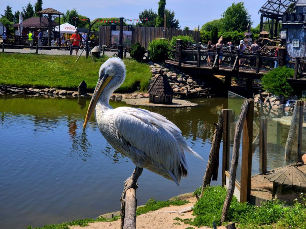В парке живут более 100 видов животных и птиц.