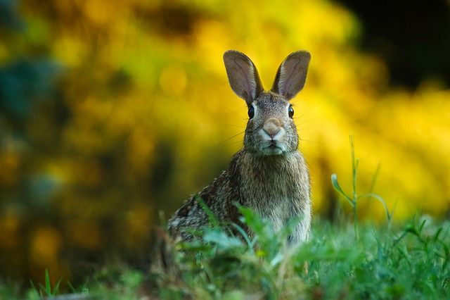 Hare hunting season is open in Belarus | Society