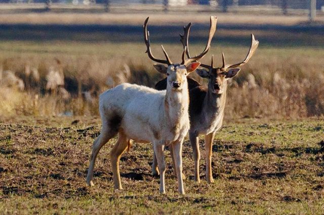 Two albino babies appeared in the offspring of a deer from the Pripyatsky National Park | free time