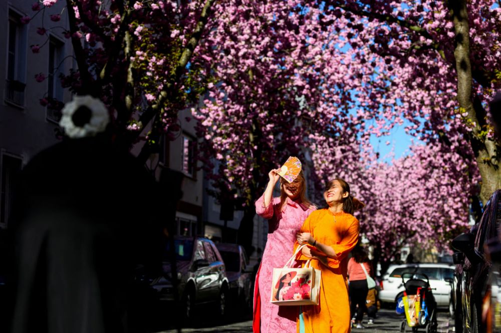 Розовые сакуры на Cherry Blossom Avenue в центре Бонна, Германия.